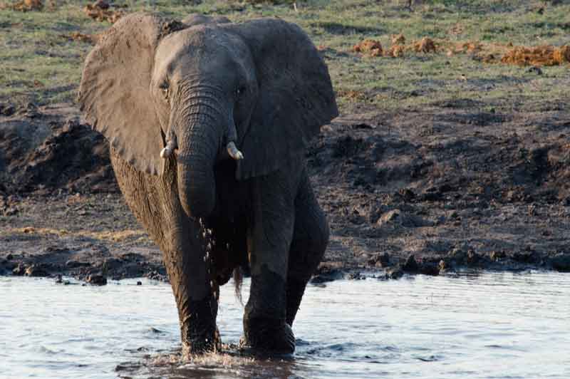 17 - Botswana - elefante - parque nacional de Chobe
